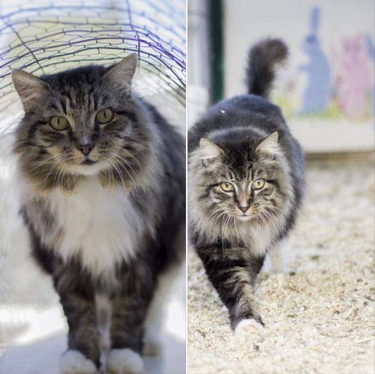 Cat Bill