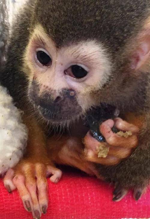 squirrel monkey
