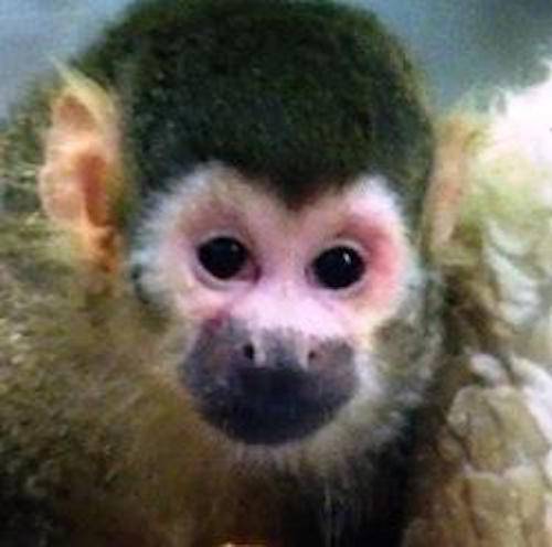squirrel monkey