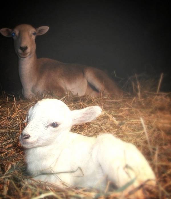 Noelle and Christopher lambs