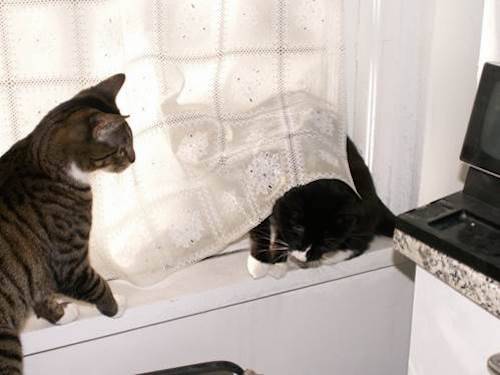 Cats Sylvestra and Tabitha