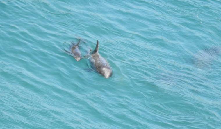 wild risso dolphins