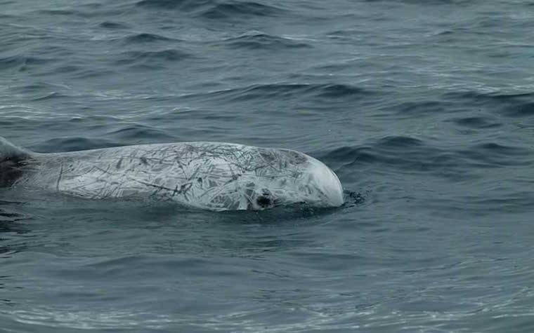 wild risso dolphin