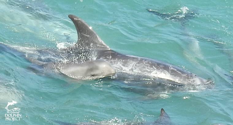 risso dolphin and calf