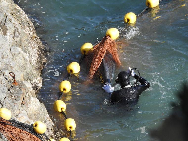 Taiji dolphin capture