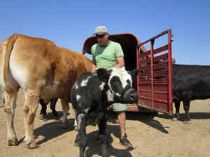 Peaceful Prairie calf veal