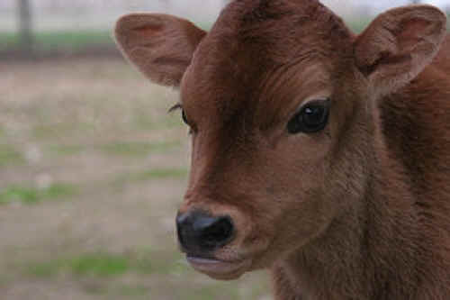 nicholas calf
