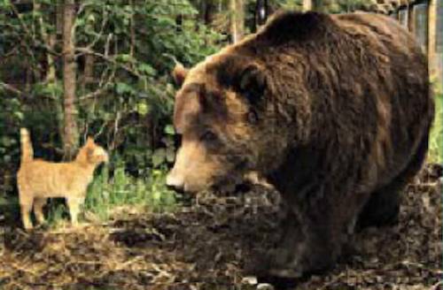 cat and grizzly bear