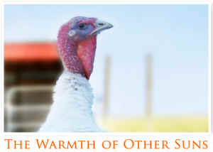 turkey turkeys Thanksgiving Peaceful Prairie
