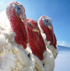 turkey turkeys Thanksgiving Peaceful Prairie