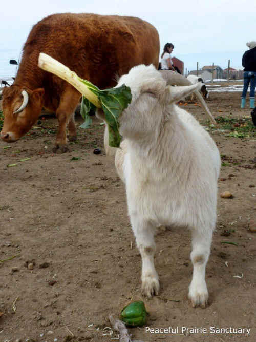 Peaceful Prairie dream it produce feast