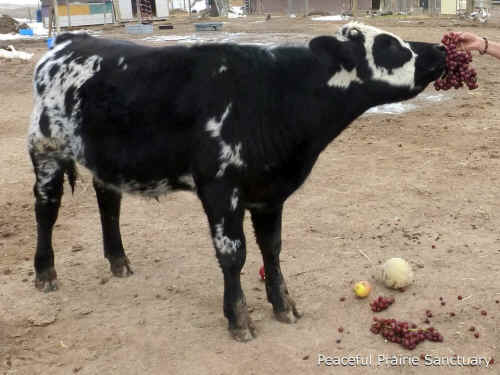 Peaceful Prairie dream it produce feast