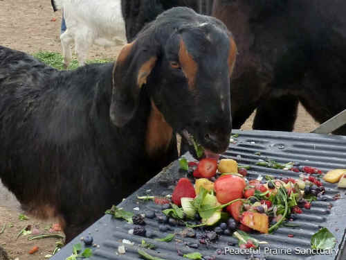 Peaceful Prairie dream it produce feast