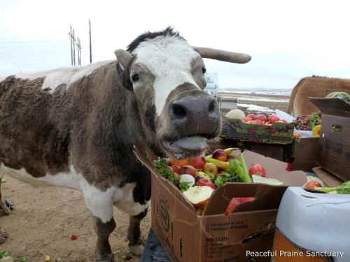 Peaceful Prairie dream it produce feast