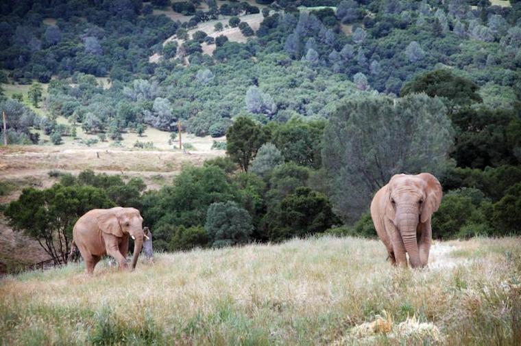 Elephants Thika Mara