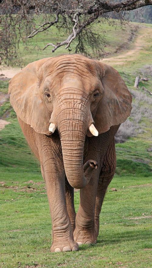 Elephant Thika