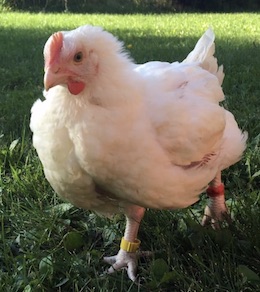 Chicken Kincaid
