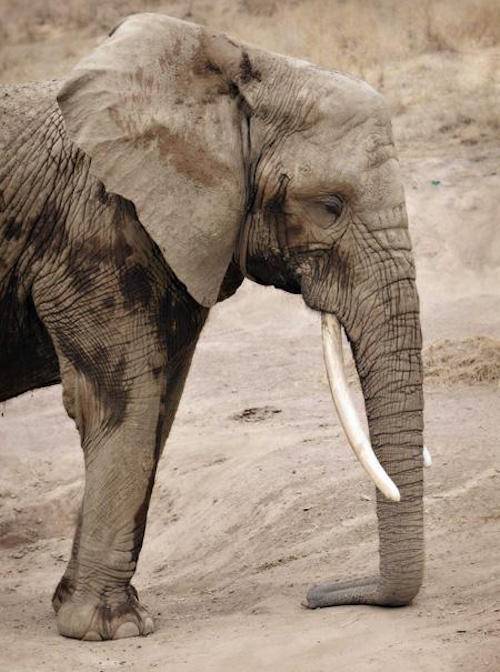 elephant Toka napping