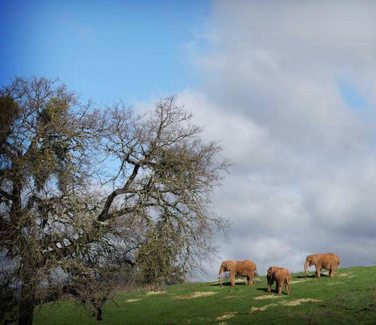 Elephants Toka Lulu Maggie