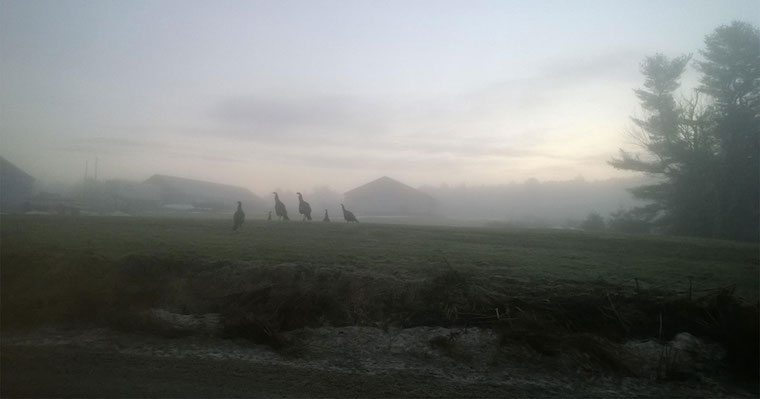 wild Turkeys
