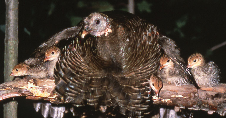 Turkey family