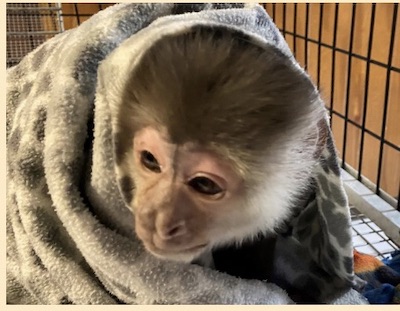Monkey Missy