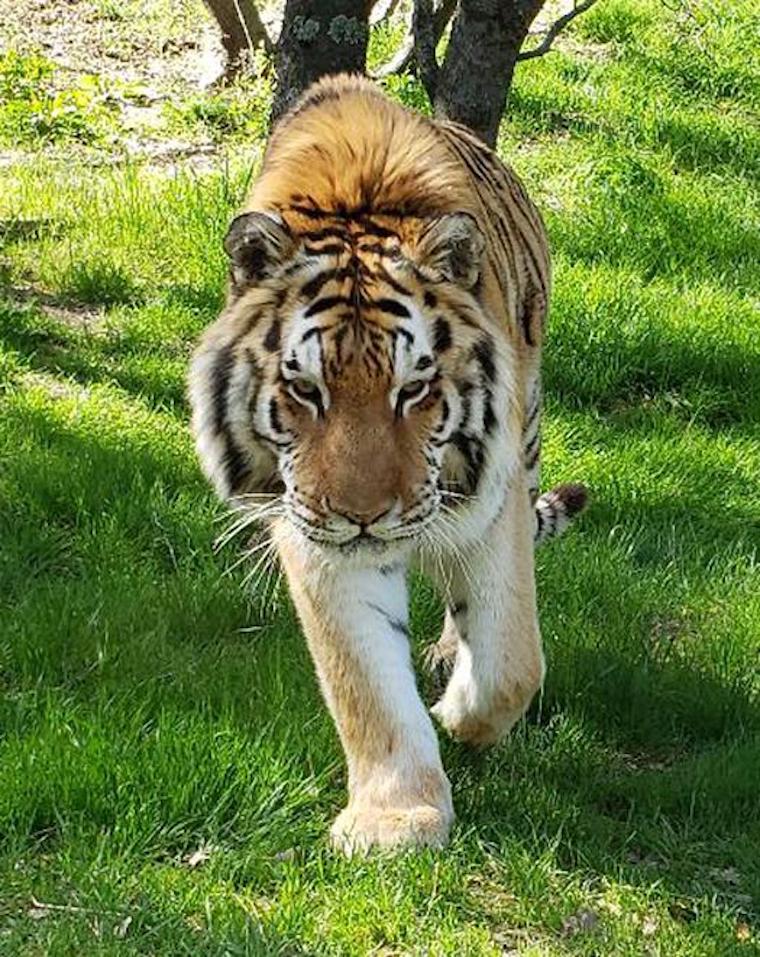 Tiger Czar