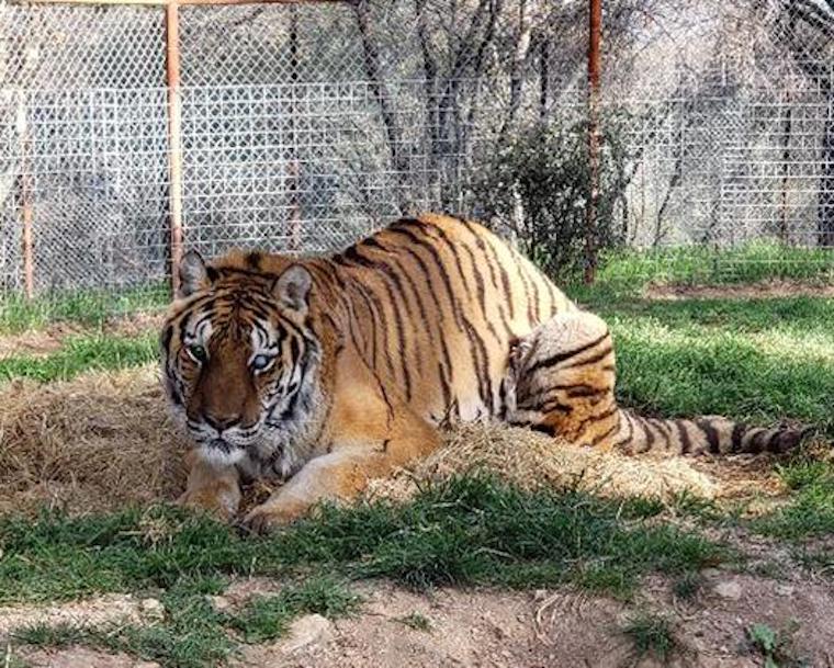 Tiger Mungar