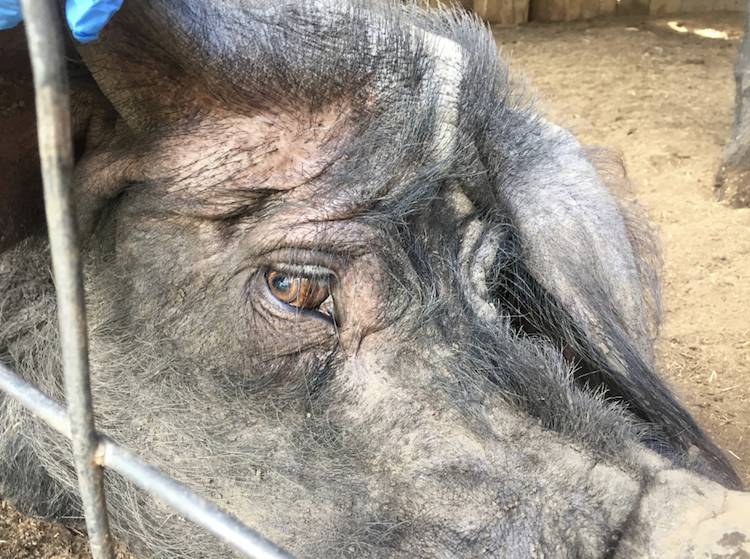rescued pig Gavin