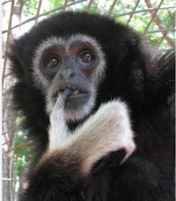 gibbon