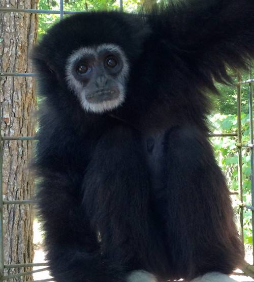 gibbon