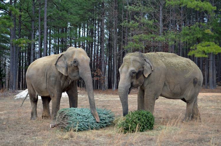 winkie elephant