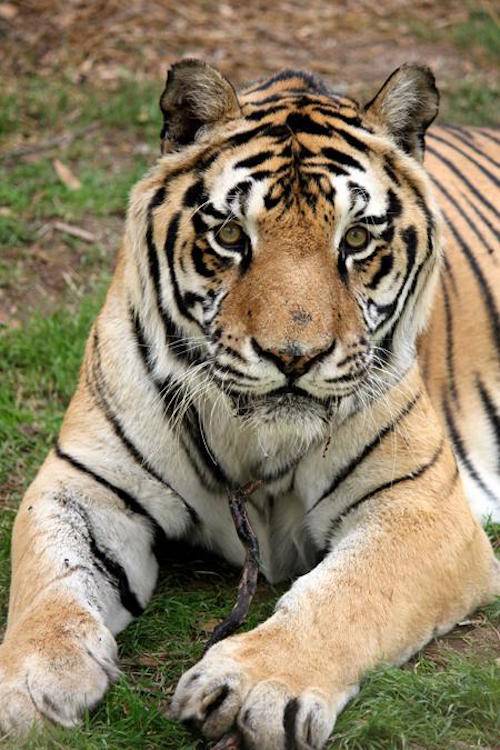 winston rescued tiger