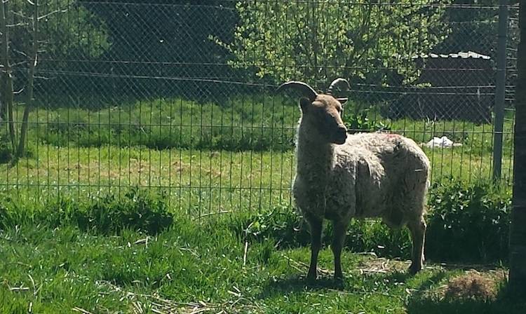 yoshoda rescued sheep