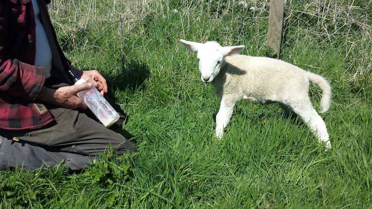 krishna rescued lamb