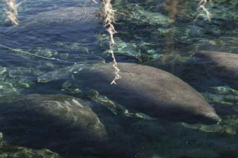 zewie manatee