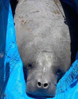 Zewie manatee