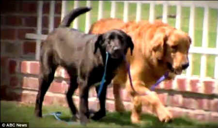 dog healing dog seizures sentience