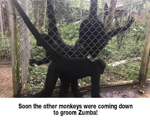 zumba spider monkey
