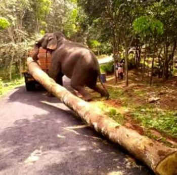 Aneesha rescued elephant