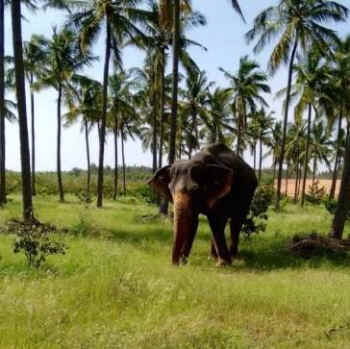 Aneesha rescued elephant