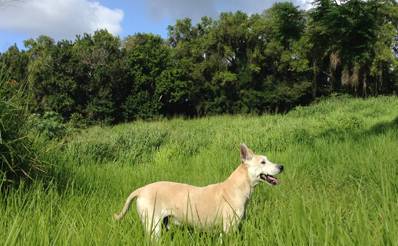 rescued dog valiant