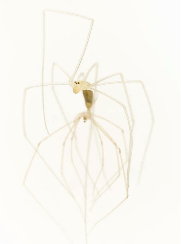 Cellar Spider