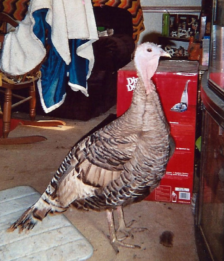 Turkey Cutie