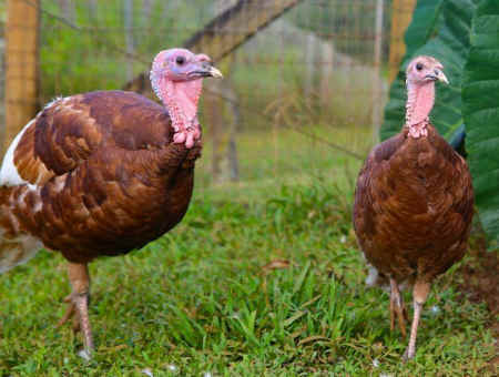 rescued turkeys