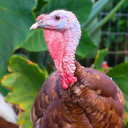 rescued turkey