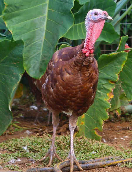 rescued turkey
