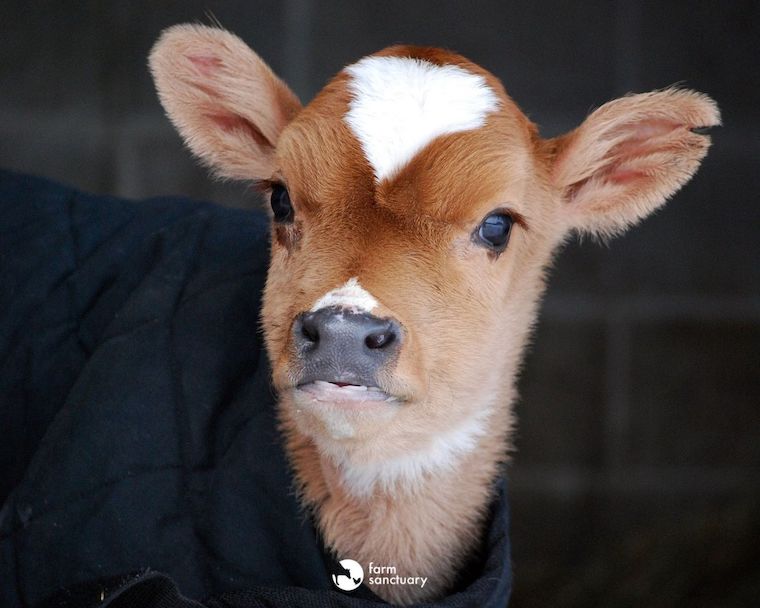 Blitzen Calf