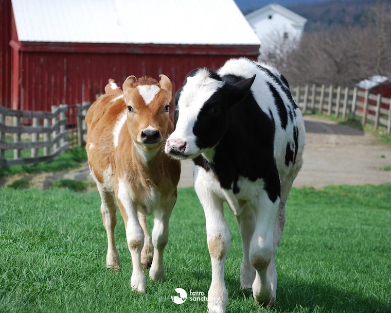Blitzen Calf