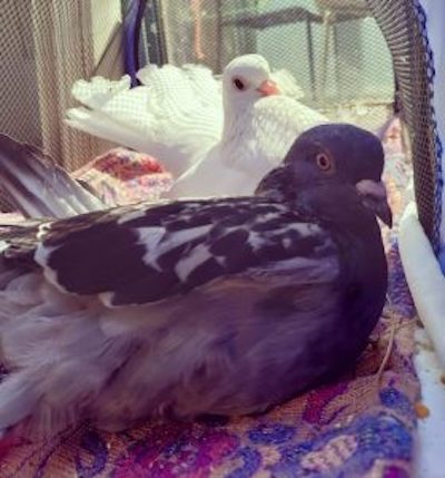 Pigeons Earl Gray and Peach